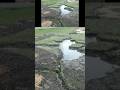 Rain Garden - Before and After.