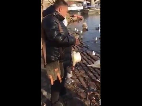 Лебеди Прага