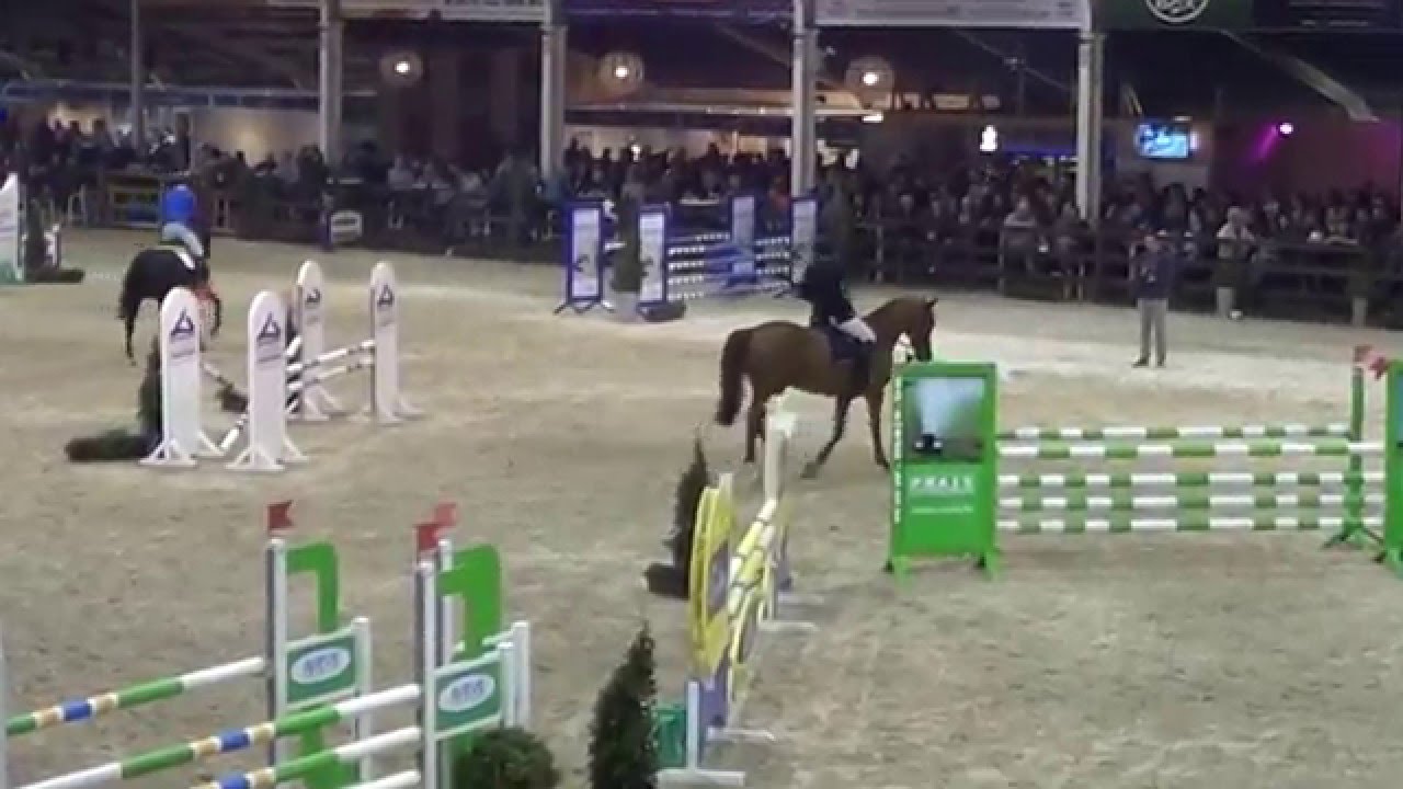 Solid Gold Z Pavo stallioncompetition 2016 Lier