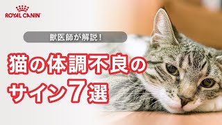 【獣医師が教える】猫の体調不良のサイン7選