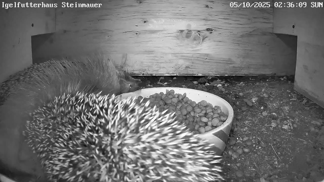 Igelmutter säugt ihr Junges im Igelhaus | 05.10.2025