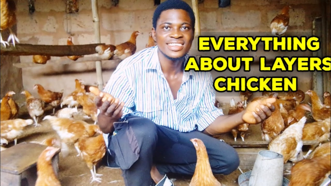 Everything you need to know about layers chicken farming. - YouTube