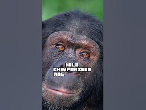 Do chimps attack humans? #animals #facts #fyp - YouTube