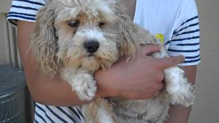 Phyllis-After A4412791