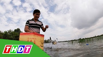 Bắt cá phi trong vuông tôm ở Cà Mau | THDT