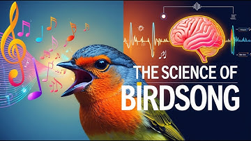 How do birds sing | The Science of Birdsong