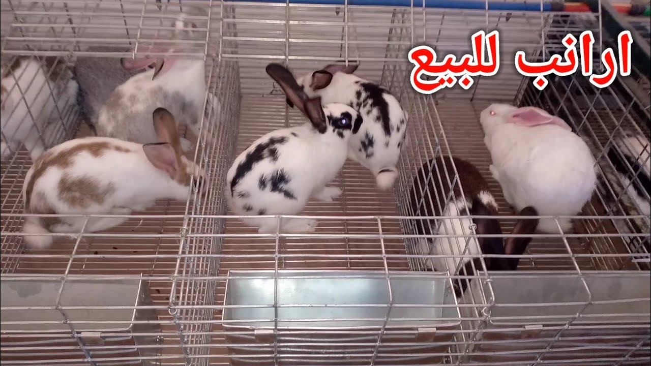 أفضل اناث و ذكور الأرانب للبيع 0625859393