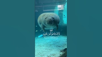 آية الكرسي 🥰🥀✨.    #قرآن #قران_كريم #قران #قرآن_كريم #الله #تلاوات #تلاوة #تلاوة_خاشعة #أية_الكرسي