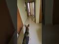 German Shepherd best guard dogs here is t proof but labradors r also good #herapheri #phirherapheri