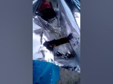 Знашли бабочку с поломаной ногой - YouTube