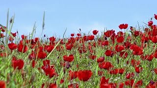 Beautiful Poppy Field Stock Video