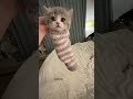 Is This the LEGENDARY Cat Caterpillar? 🐛🐱 #cat #cute #kitten