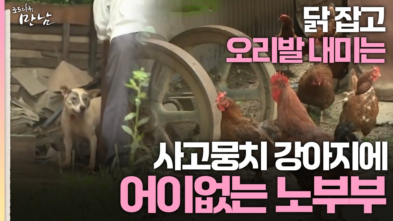 [로드다큐 '만남' 36회 2부] 닭 잡고 오리발 내미는 사고뭉치 강아지에 어이없는 노부부