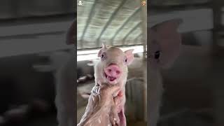 Farm animals that are definitely main characters #dailyshorts #tracto #superstar #slay