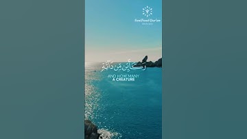 #قرآن #قران_كريم #راحة_نفسية #تلاوات #quran #islam #viral #relaxing #reels #explore #قران_بصوت_جميل