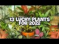 13 LUCKY PLANTS FOR 2022 | FENG SHUI PLANTS FOR 2022  #luckyplants  #fengshui  #2022