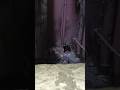 I feed a furry cat #viralreels #youtubeshorts #cat