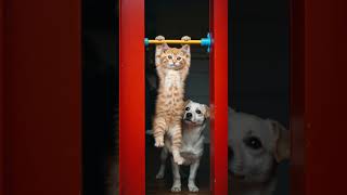 Kitty Pull - Up Challenge: Must Get Stronger
