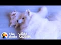 Grumpy Cat Slowly Becomes Obsessed With His Dog Brother | The Dodo Odd Couples