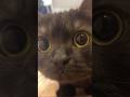 癒しのきゅるるん週間…初めてみニャイ？