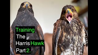 Training the harris hawks in a cast by Hawk Riders 11,389 views 3 years ago 14 minutes, 21 seconds