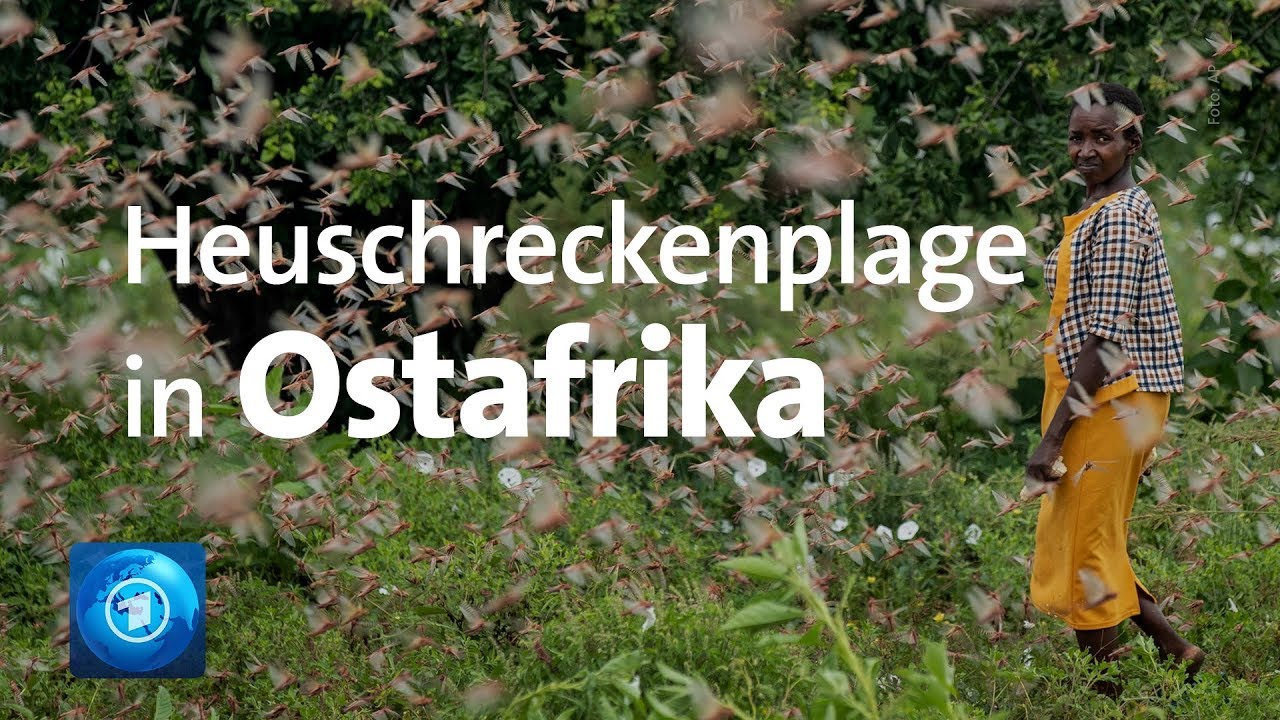 Notstand ausgerufen: Ostafrika kämpft gegen Heuschreckenplage