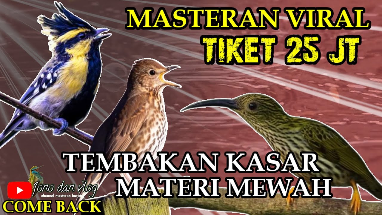 MATERI MEWAH || BURUNG MASTERAN TEMBAKAN Kasar UNTUK ISIAN - MASTERAN VIRAL