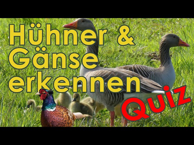 Gänse und Wildhühner Bestimmung - Federwild Erkennen Quiz class=