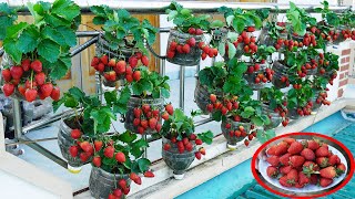 How I Turned My Balcony Into A Fresh And Nutritious Strawberry Paradise Garden