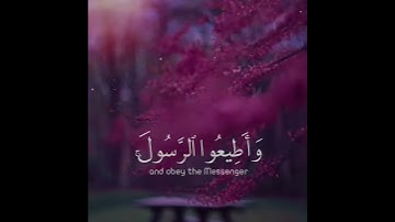 شيخ رعد محمد الكردي اجمل حالات واتس اب دينية سورة التغابن وأطيعوا الله وأطيعوا الرسول ..🌼💙