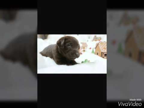 Dünyanın en tatlı köpekleri - YouTube