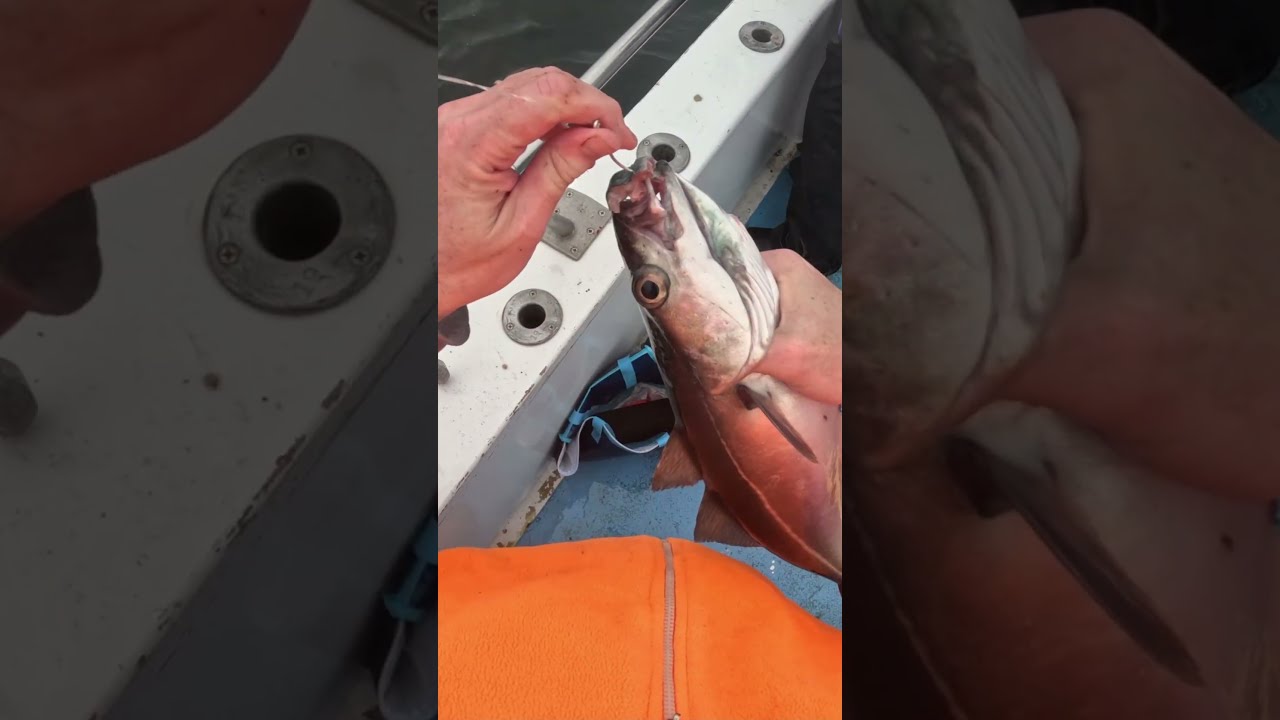 Perfect Sized Pollock 