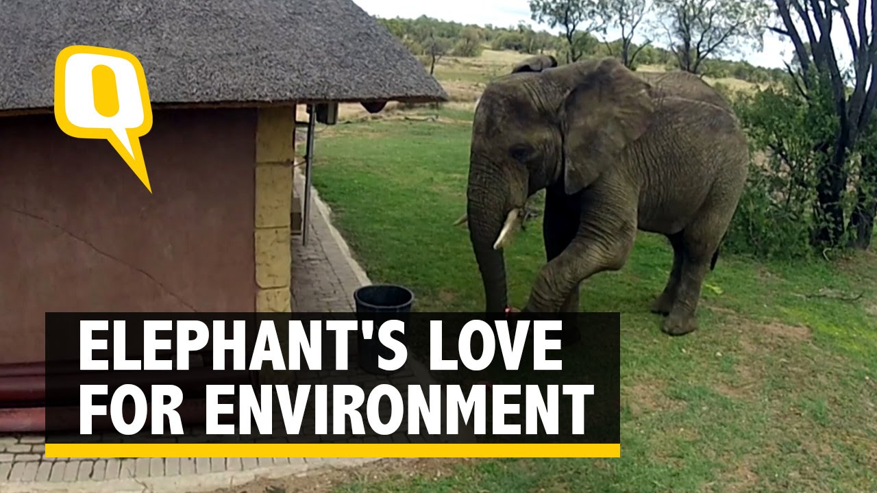 Elephant Uses Its Trunk To Pick Up And Dispose Off Trash YouTube Elephant Uses Its Trunk To Pick Up And Dispose Off Trash YouTube