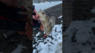 Рыбалка на спиннинг #shorts #ультралайт