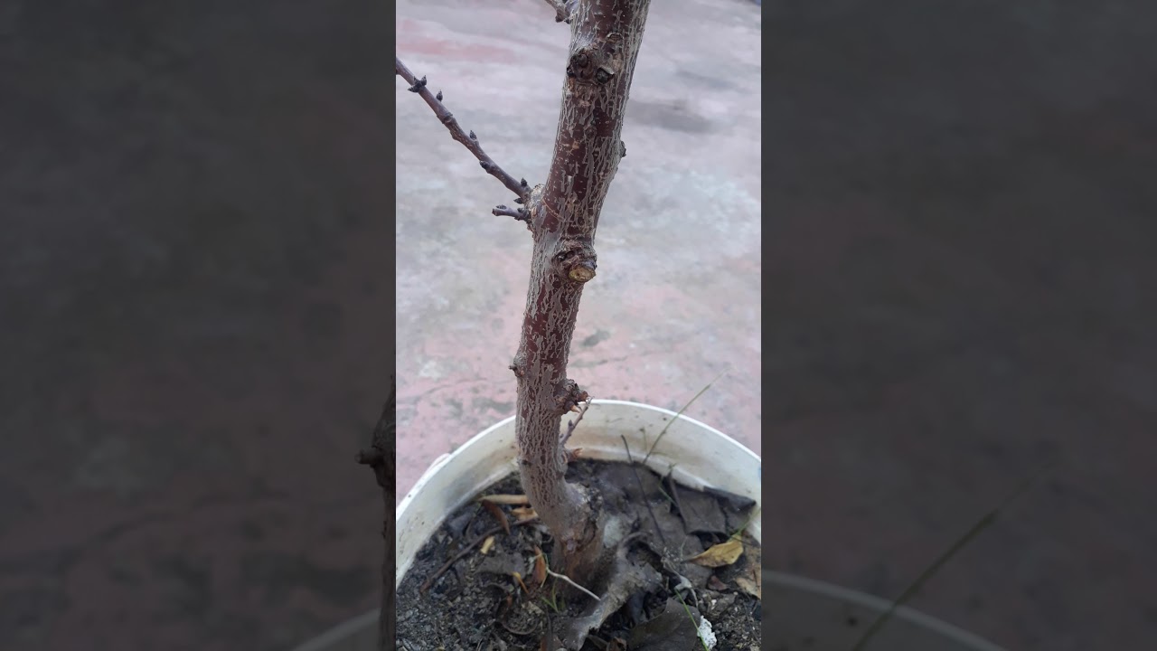 موعد تقليم شجرة المشمش الصغيرة وطريقة التقليم.