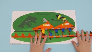 MIT Edgerton Center tRNA Set Video: Translation (with Audio)