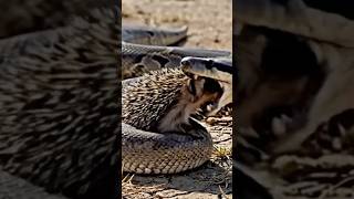 Celebrity Python Tries to Bite a Hedgehog… 🐍🦔 #WildlifeBattle #NatureFight #Python #hedgehog Profile