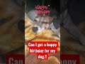 #happybirthday #doglovers #dogmom #shorts #8yrsold #sospecial #jackrussellterrier #loveher #cake