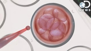 Why Can't We Experiment On Human Embryonic Stem Cells?