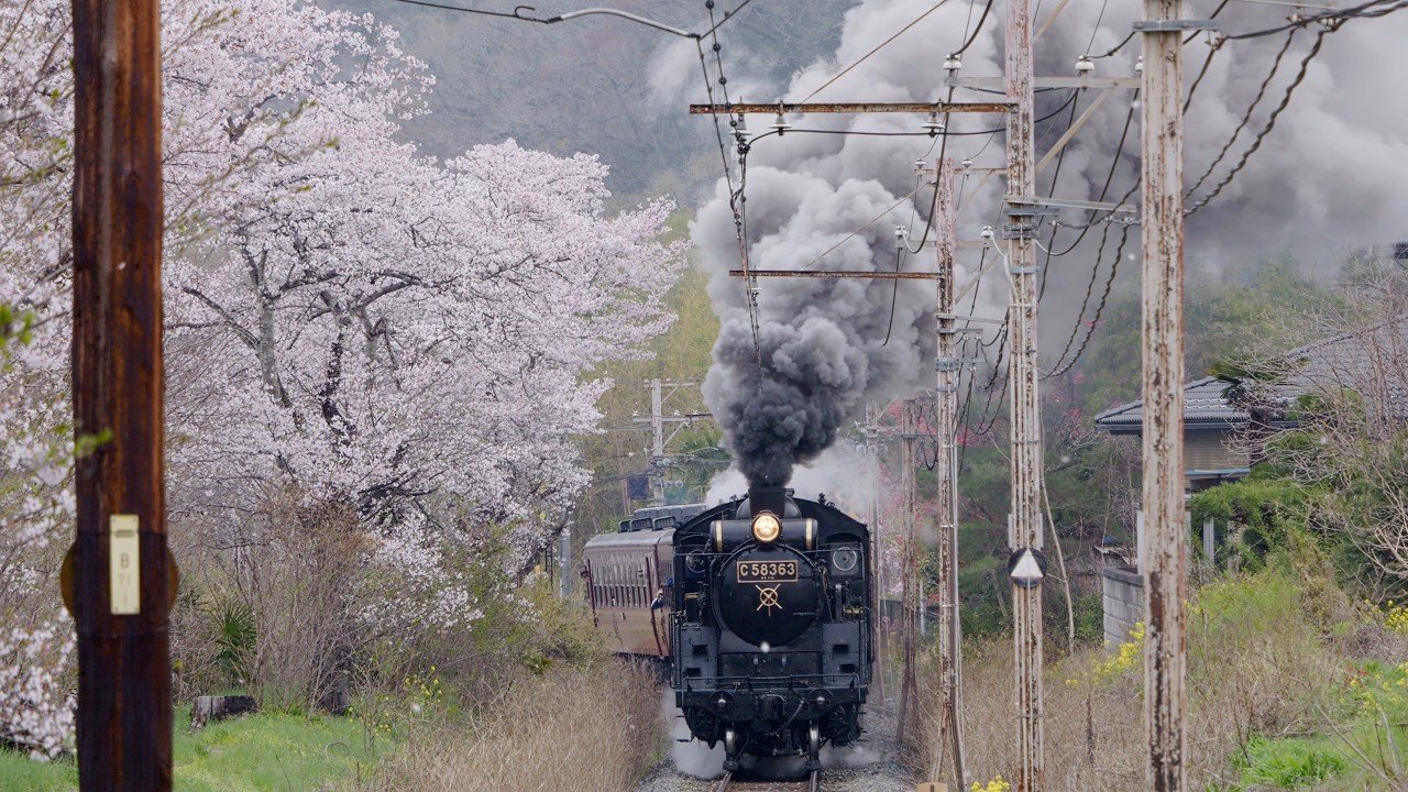 こんなすごいの見たことがない！満開の桜と大爆煙！【SLパレオ