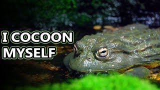 Pixie Frog facts: also known as African bullfrogs | Animal Fact Files