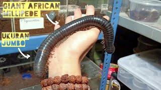 Unboxing Spesial Paketan African Giant Millipede Jumbo - Archispirostreptus Gigas