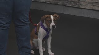 Meet our Pet of the Week, a 4-month old hound mix named Doc - YouTube