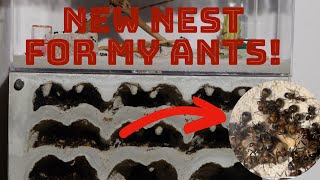 Camponotus nicobarensis gets a new nest!