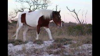 Assateague Island Wild Horses