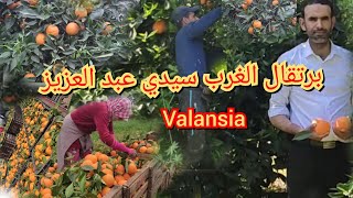 البرتقال،أحسن أنواع البرتقال العصير في المغرب من منطقة الغرب سيدي عبد العزيز