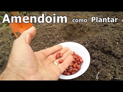 Vídeo: Você pode plantar amendoim no Nordeste?