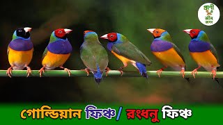 গোল্ডিয়ান ফিঞ্চ বাহারি রঙের ছোট সুন্দর পাখি | Gouldian Finch | গোল্ডেন ফিঞ্চ পাখি ❤