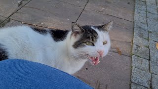 A Cute Cat is trying to say that she is hungry.