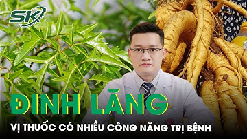 Đinh lăng - vị thuốc có nhiều công năng trị bệnh và lưu ý khi sử dụng | SKĐS